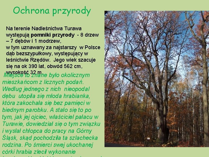 Ochrona przyrody Na terenie Nadleśnictwa Turawa występują pomniki przyrody - 8 drzew – 7