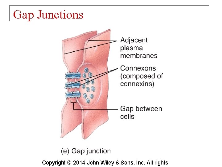 Gap Junctions Copyright © 2014 John Wiley & Sons, Inc. All rights 