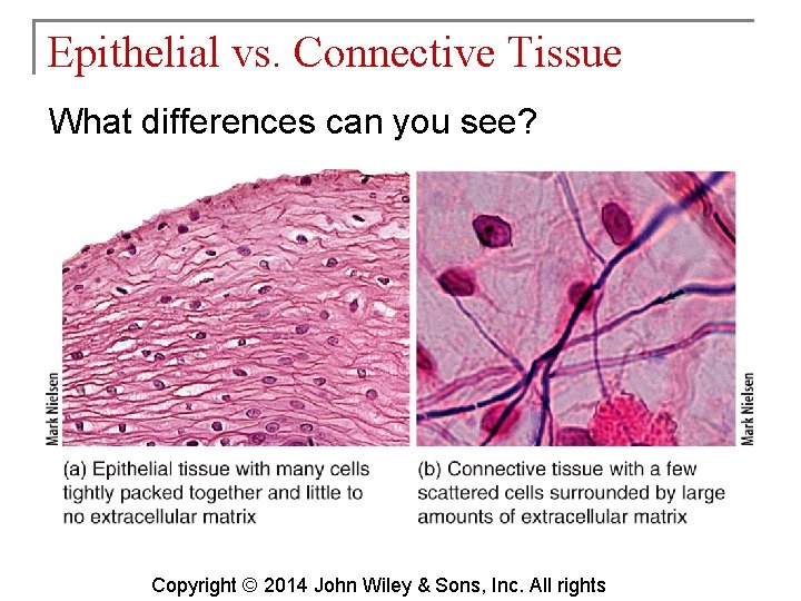 Epithelial vs. Connective Tissue What differences can you see? Copyright © 2014 John Wiley