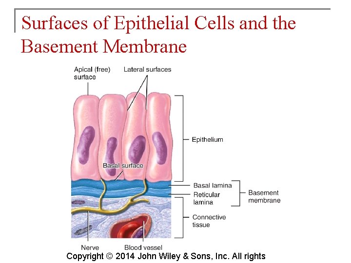 Surfaces of Epithelial Cells and the Basement Membrane Copyright © 2014 John Wiley &