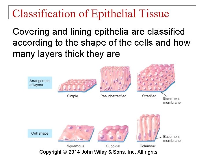 Classification of Epithelial Tissue Covering and lining epithelia are classified according to the shape