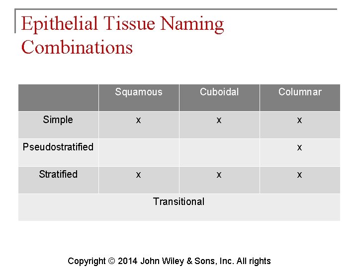 Epithelial Tissue Naming Combinations Simple Squamous Cuboidal Columnar x x x Pseudostratified Stratified x