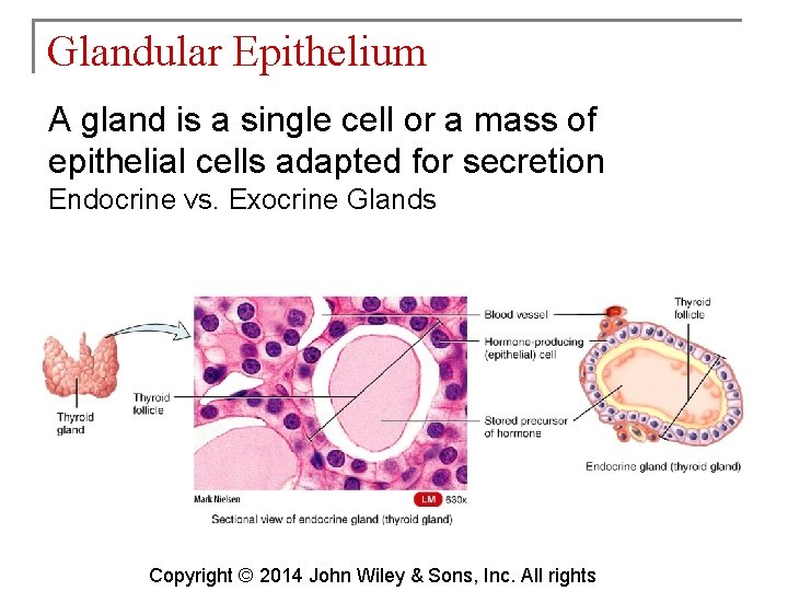 Glandular Epithelium A gland is a single cell or a mass of epithelial cells