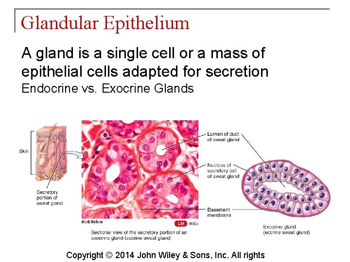 Glandular Epithelium A gland is a single cell or a mass of epithelial cells