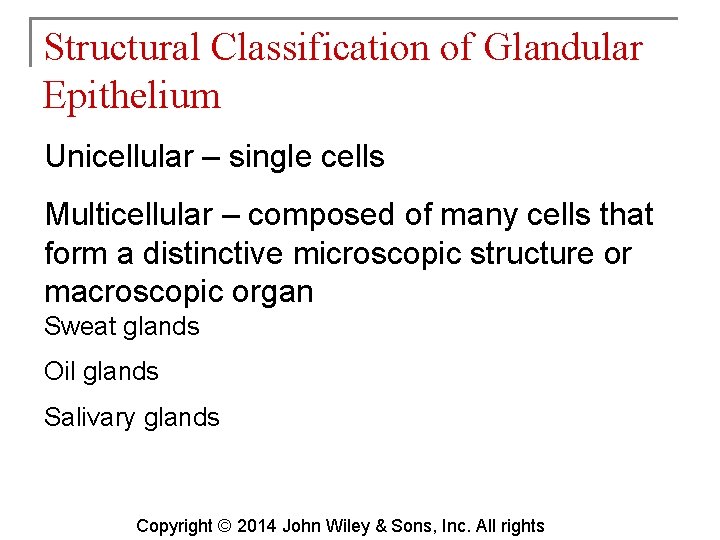 Structural Classification of Glandular Epithelium Unicellular – single cells Multicellular – composed of many