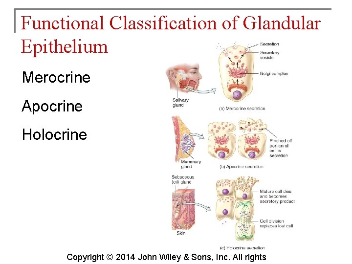 Functional Classification of Glandular Epithelium Merocrine Apocrine Holocrine Copyright © 2014 John Wiley &