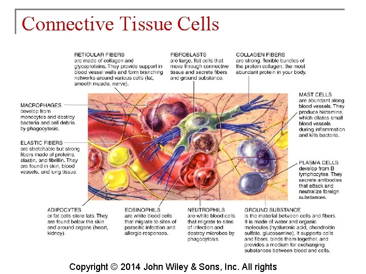 Connective Tissue Cells Copyright © 2014 John Wiley & Sons, Inc. All rights 