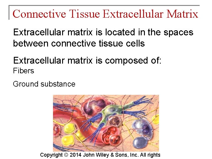 Connective Tissue Extracellular Matrix Extracellular matrix is located in the spaces between connective tissue