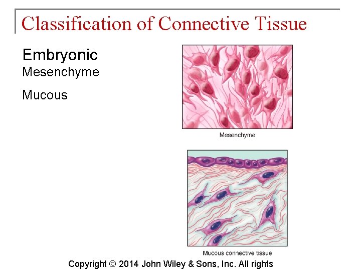 Classification of Connective Tissue Embryonic Mesenchyme Mucous Copyright © 2014 John Wiley & Sons,