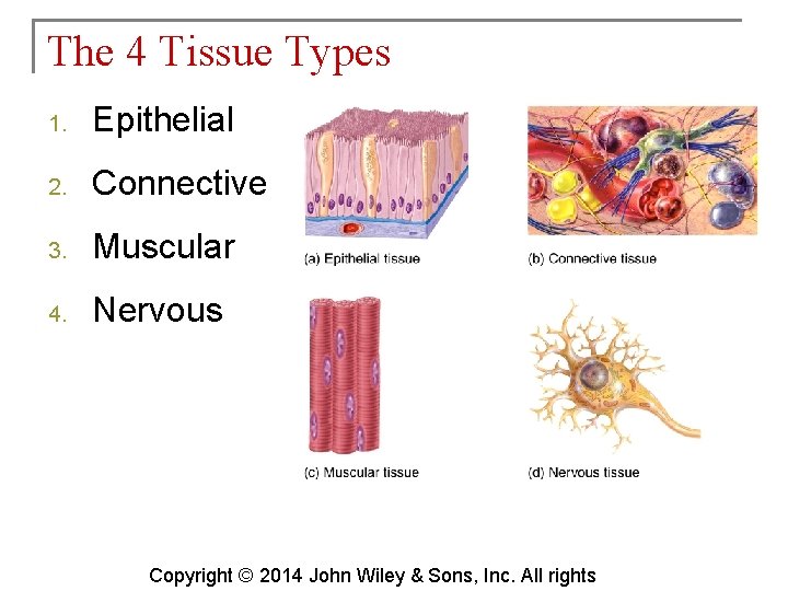 The 4 Tissue Types 1. Epithelial 2. Connective 3. Muscular 4. Nervous Copyright ©