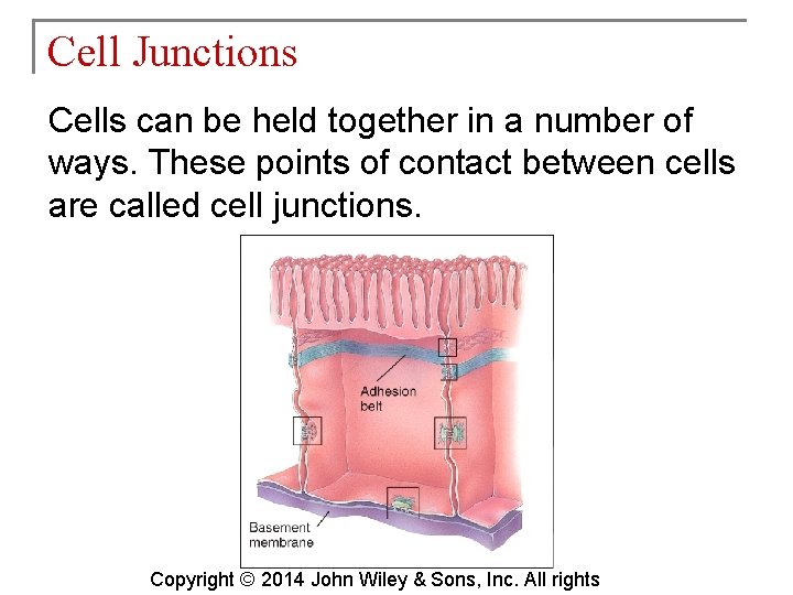Cell Junctions Cells can be held together in a number of ways. These points