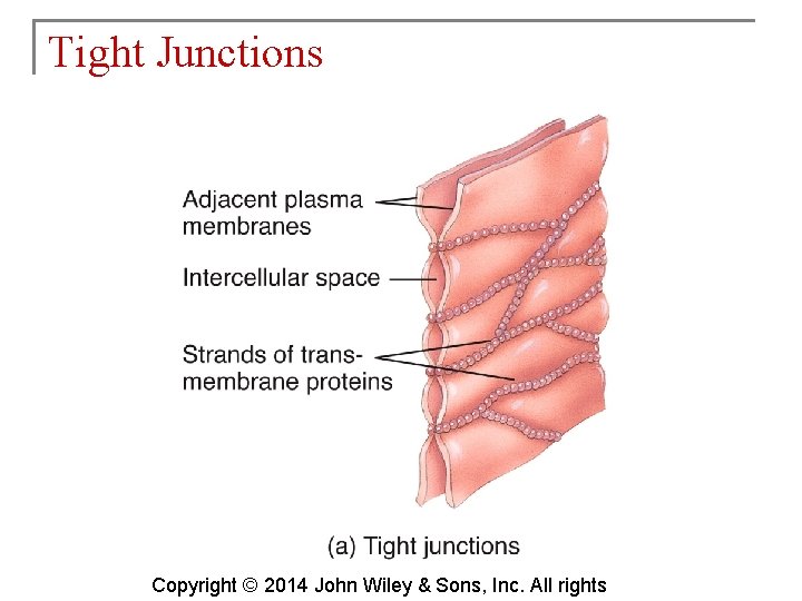 Tight Junctions Copyright © 2014 John Wiley & Sons, Inc. All rights 