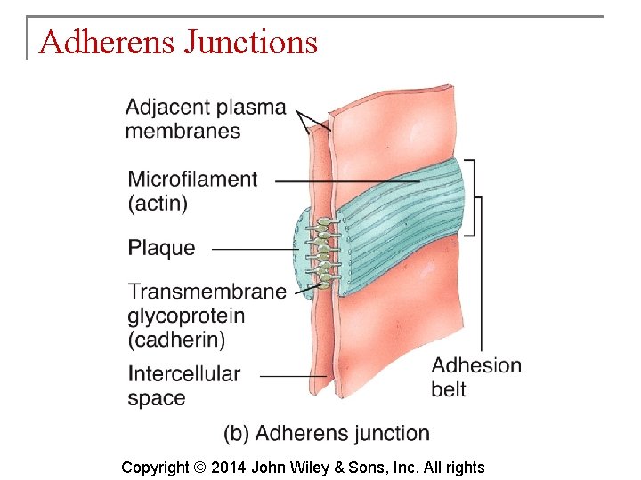 Adherens Junctions Copyright © 2014 John Wiley & Sons, Inc. All rights 