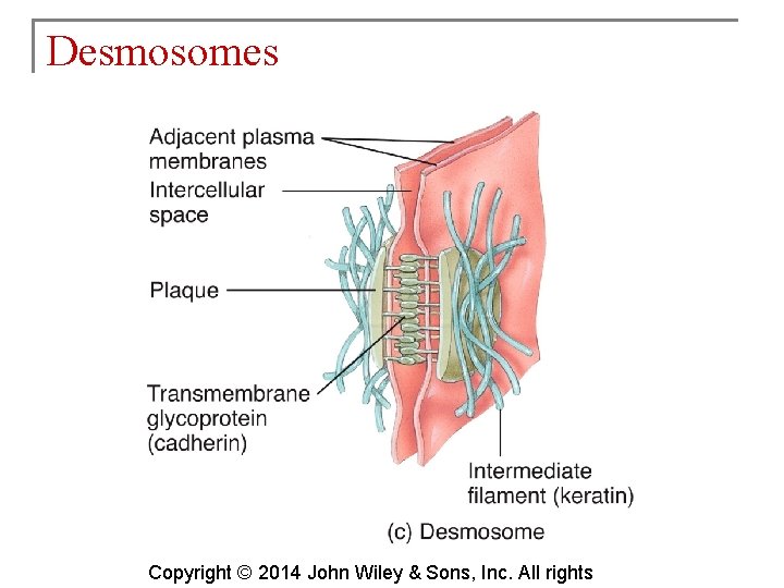 Desmosomes Copyright © 2014 John Wiley & Sons, Inc. All rights 