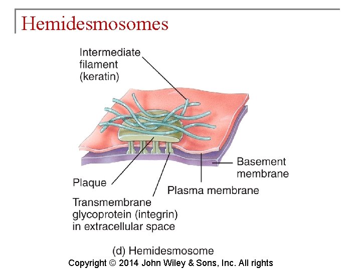 Hemidesmosomes Copyright © 2014 John Wiley & Sons, Inc. All rights 