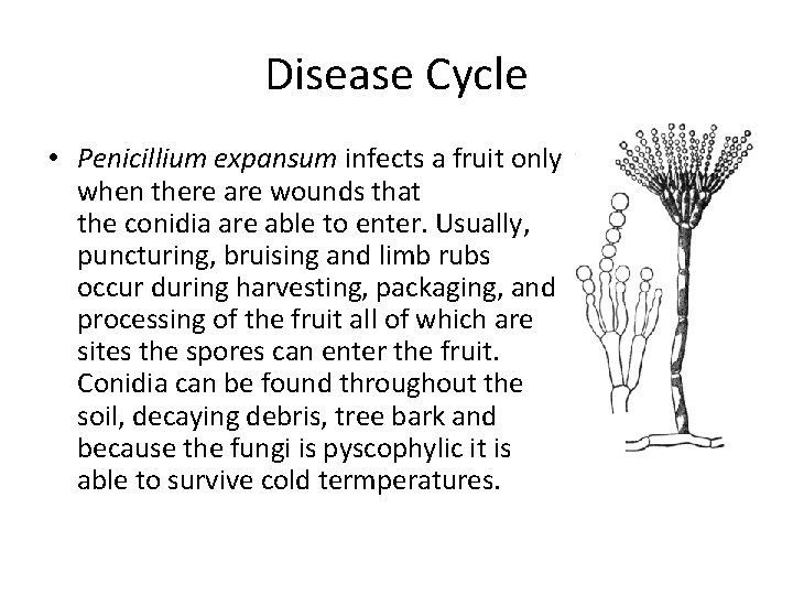 Disease Cycle • Penicillium expansum infects a fruit only when there are wounds that