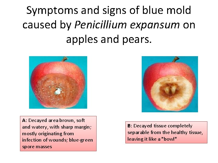 Symptoms and signs of blue mold caused by Penicillium expansum on apples and pears.