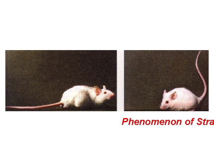 Phenomenon of Stra 