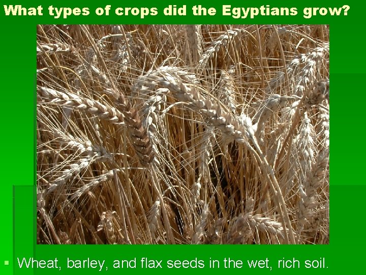 What types of crops did the Egyptians grow? § Wheat, barley, and flax seeds