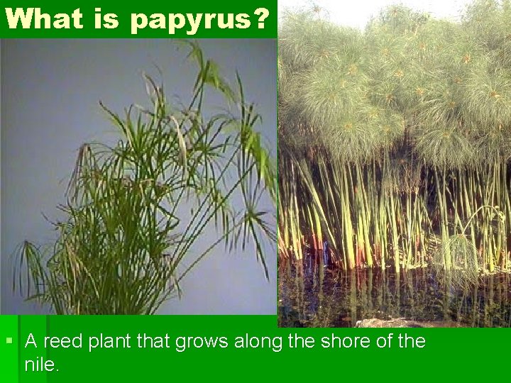 What is papyrus? § A reed plant that grows along the shore of the What is papyrus? § A reed plant that grows along the shore of the