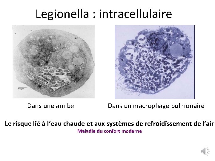 Legionella : intracellulaire Dans une amibe Dans un macrophage pulmonaire Le risque lié à