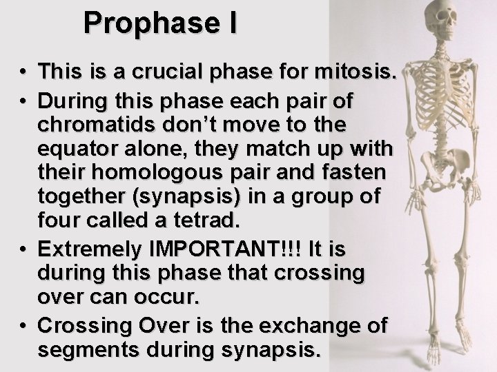 Prophase I • This is a crucial phase for mitosis. • During this phase Prophase I • This is a crucial phase for mitosis. • During this phase