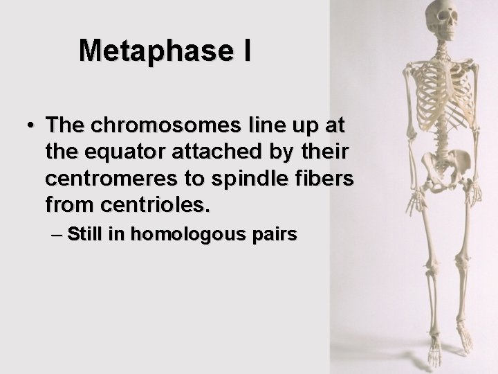 Metaphase I • The chromosomes line up at the equator attached by their centromeres Metaphase I • The chromosomes line up at the equator attached by their centromeres
