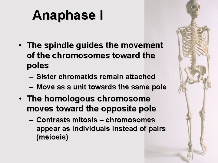 Anaphase I • The spindle guides the movement of the chromosomes toward the poles Anaphase I • The spindle guides the movement of the chromosomes toward the poles
