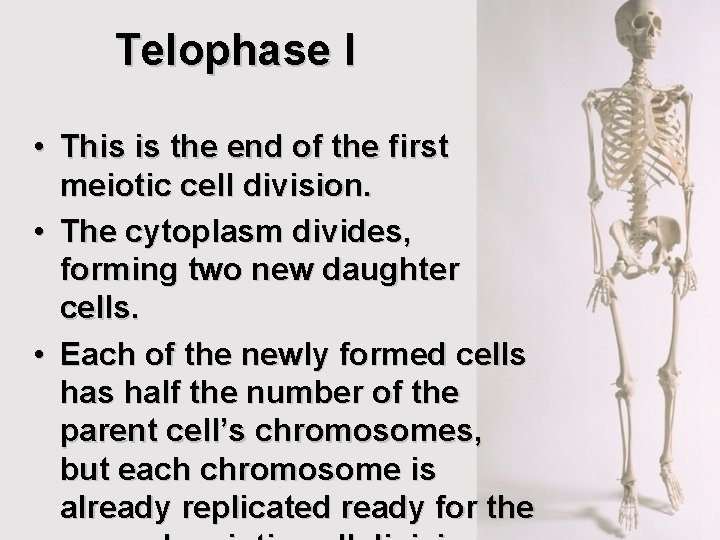 Telophase I • This is the end of the first meiotic cell division. • Telophase I • This is the end of the first meiotic cell division. •