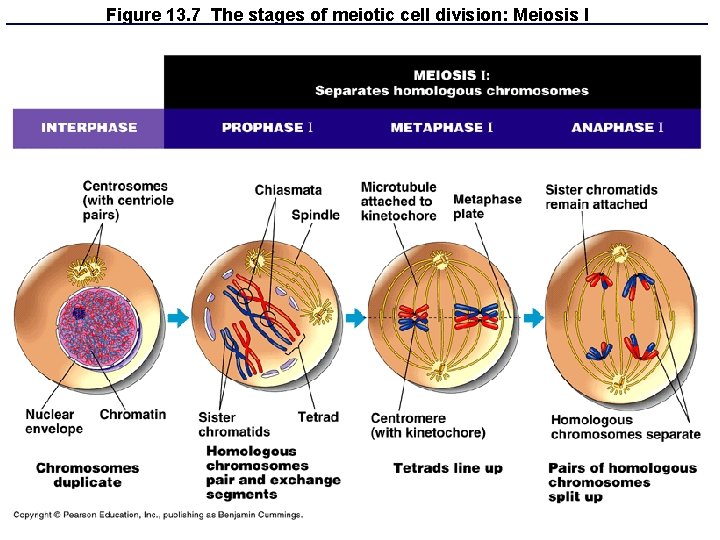 Figure 13. 7 The stages of meiotic cell division: Meiosis I Figure 13. 7 The stages of meiotic cell division: Meiosis I