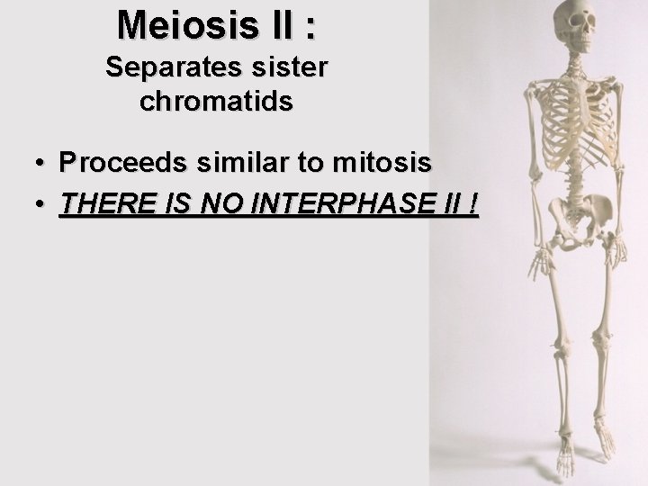 Meiosis II : Separates sister chromatids • Proceeds similar to mitosis • THERE IS Meiosis II : Separates sister chromatids • Proceeds similar to mitosis • THERE IS