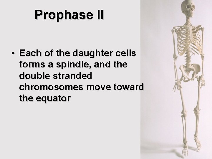 Prophase II • Each of the daughter cells forms a spindle, and the double Prophase II • Each of the daughter cells forms a spindle, and the double