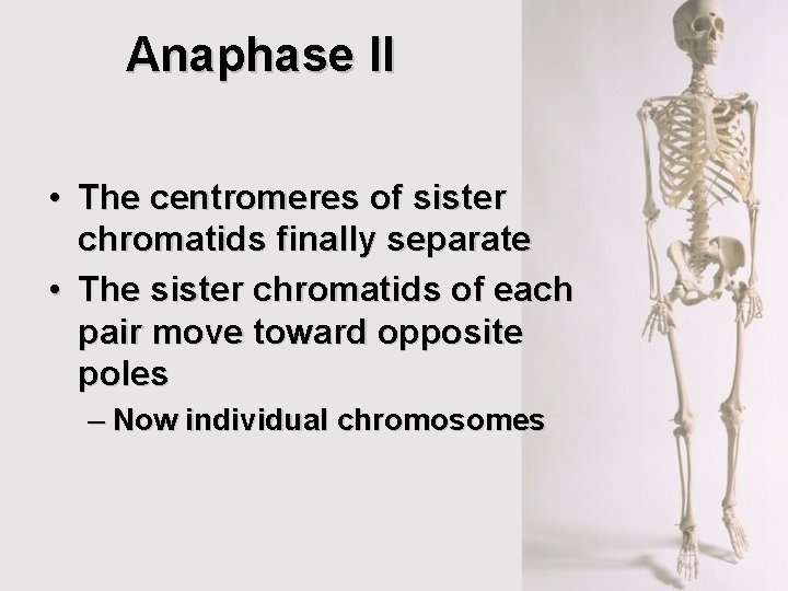 Anaphase II • The centromeres of sister chromatids finally separate • The sister chromatids Anaphase II • The centromeres of sister chromatids finally separate • The sister chromatids