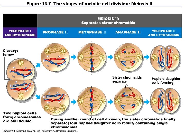 Figure 13. 7 The stages of meiotic cell division: Meiosis II Figure 13. 7 The stages of meiotic cell division: Meiosis II