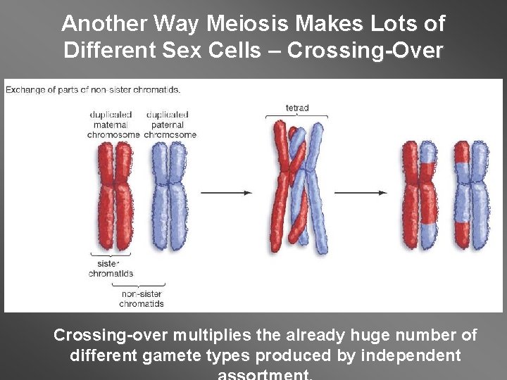 Another Way Meiosis Makes Lots of Different Sex Cells – Crossing-Over Crossing-over multiplies the Another Way Meiosis Makes Lots of Different Sex Cells – Crossing-Over Crossing-over multiplies the