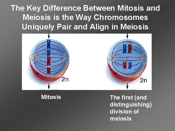 The Key Difference Between Mitosis and Meiosis is the Way Chromosomes Uniquely Pair and The Key Difference Between Mitosis and Meiosis is the Way Chromosomes Uniquely Pair and