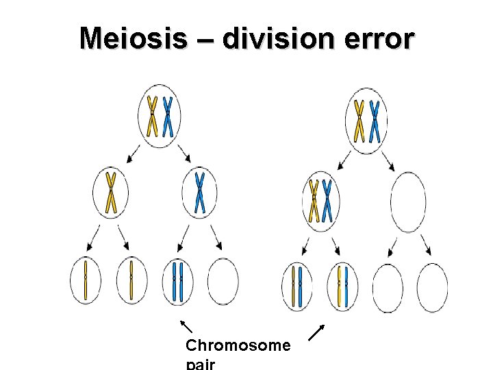 Meiosis – division error Chromosome Meiosis – division error Chromosome