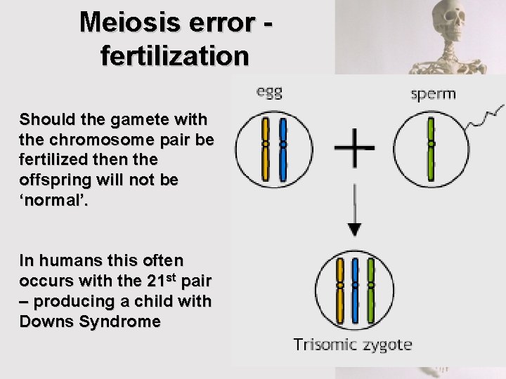Meiosis error fertilization Should the gamete with the chromosome pair be fertilized then the Meiosis error fertilization Should the gamete with the chromosome pair be fertilized then the