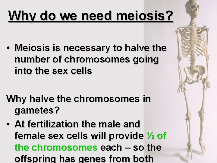 Why do we need meiosis? • Meiosis is necessary to halve the number of Why do we need meiosis? • Meiosis is necessary to halve the number of