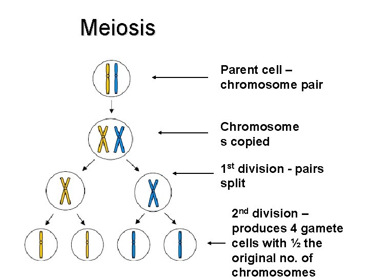 Meiosis Parent cell – chromosome pair Chromosome s copied 1 st division - pairs Meiosis Parent cell – chromosome pair Chromosome s copied 1 st division - pairs