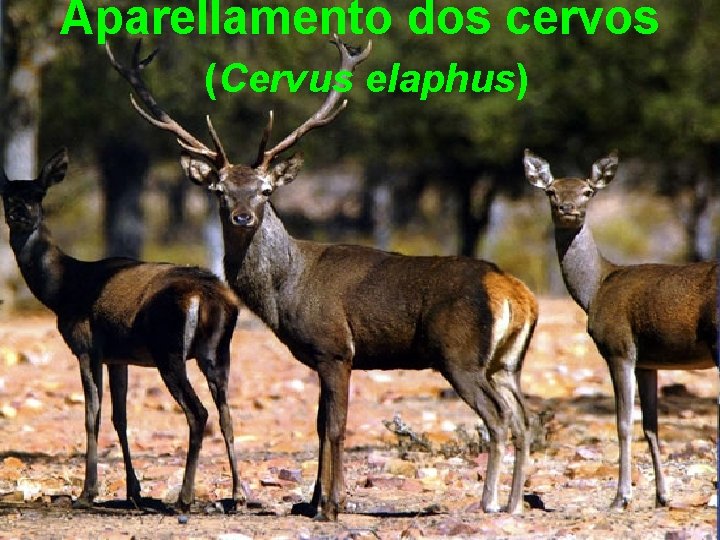 Aparellamento dos cervos (Cervus elaphus) 