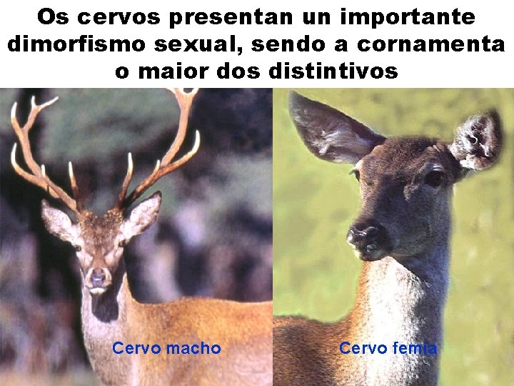 Os cervos presentan un importante dimorfismo sexual, sendo a cornamenta o maior dos distintivos