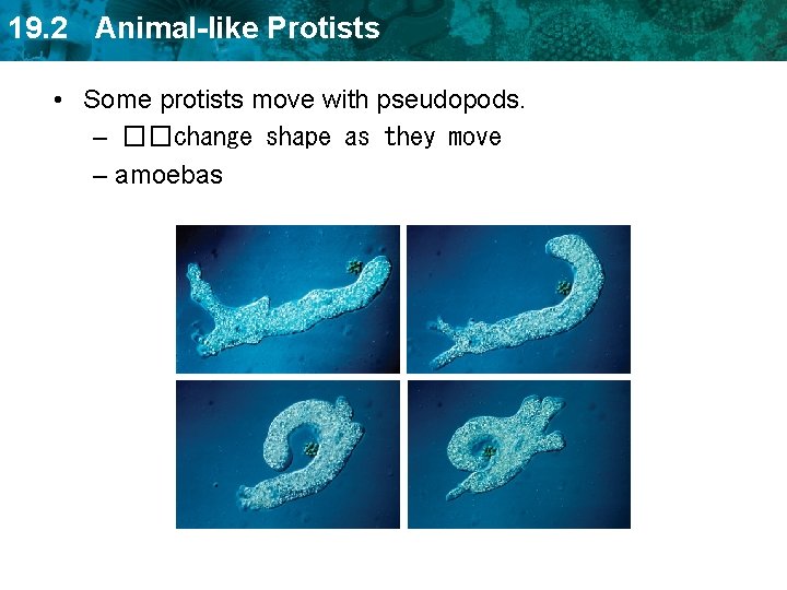 19. 2 Animal-like Protists • Some protists move with pseudopods. – ��change shape as