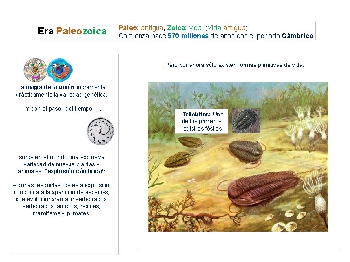 Era Paleozoica Paleo: antigua, Zoica: vida (Vida antigua) Comienza hace 570 millones de años