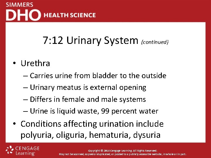 7: 12 Urinary System (continued) • Urethra – Carries urine from bladder to the