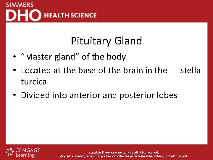 Pituitary Gland • “Master gland” of the body • Located at the base of