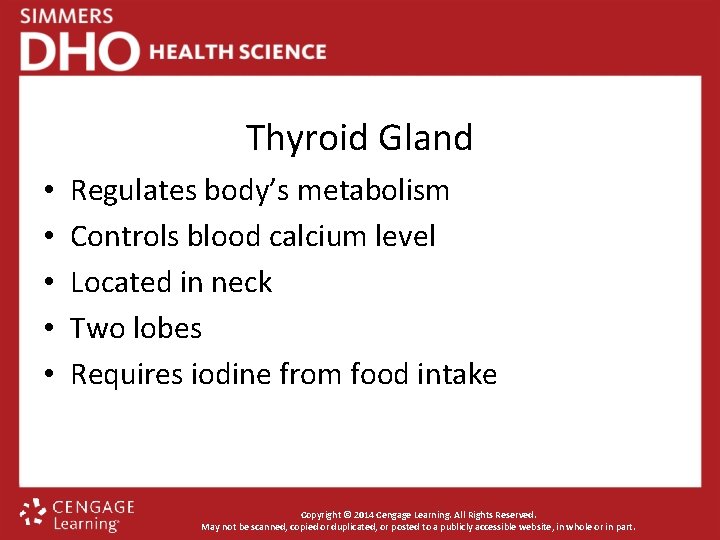 Thyroid Gland • • • Regulates body’s metabolism Controls blood calcium level Located in