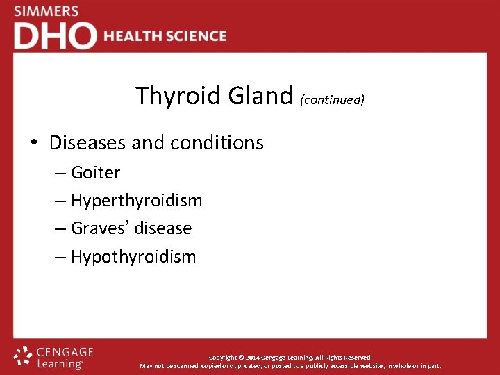 Thyroid Gland (continued) • Diseases and conditions – Goiter – Hyperthyroidism – Graves’ disease