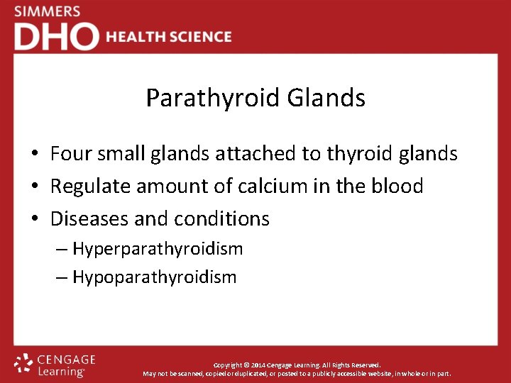 Parathyroid Glands • Four small glands attached to thyroid glands • Regulate amount of