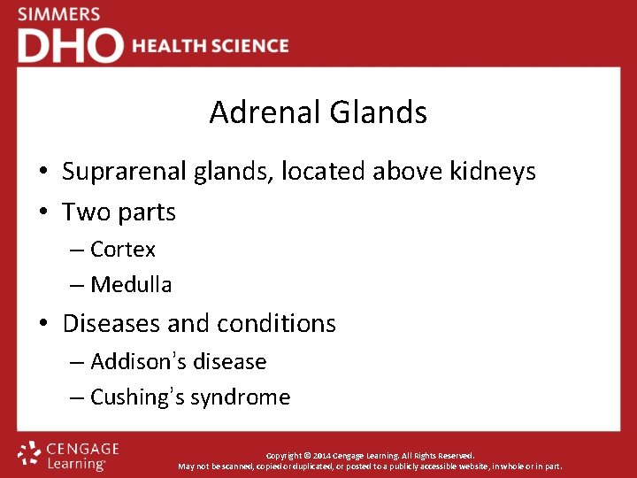 Adrenal Glands • Suprarenal glands, located above kidneys • Two parts – Cortex –